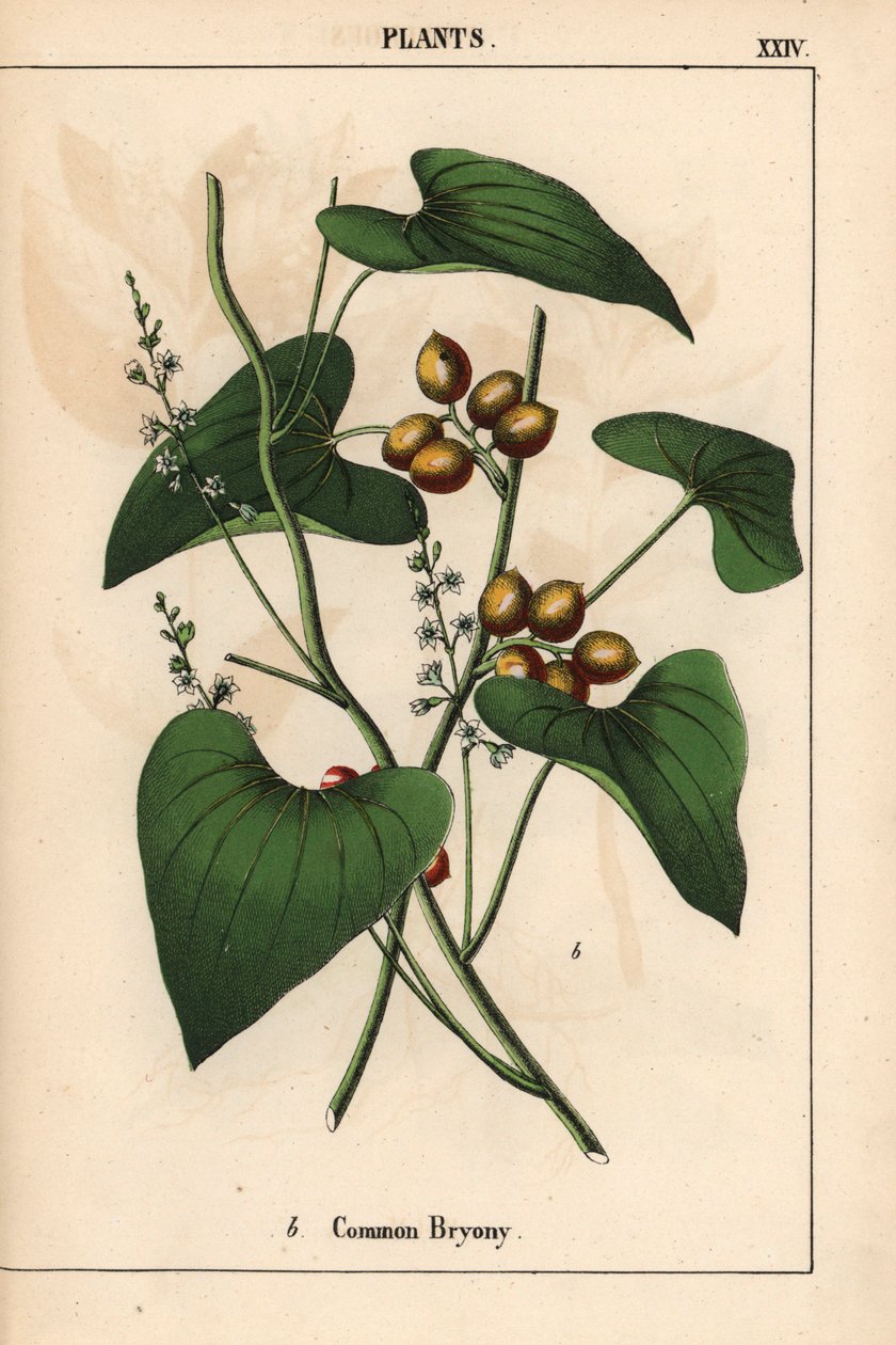 Gemeine Zaunrübe mit goldenen Beeren. Bryonia alba, aus 