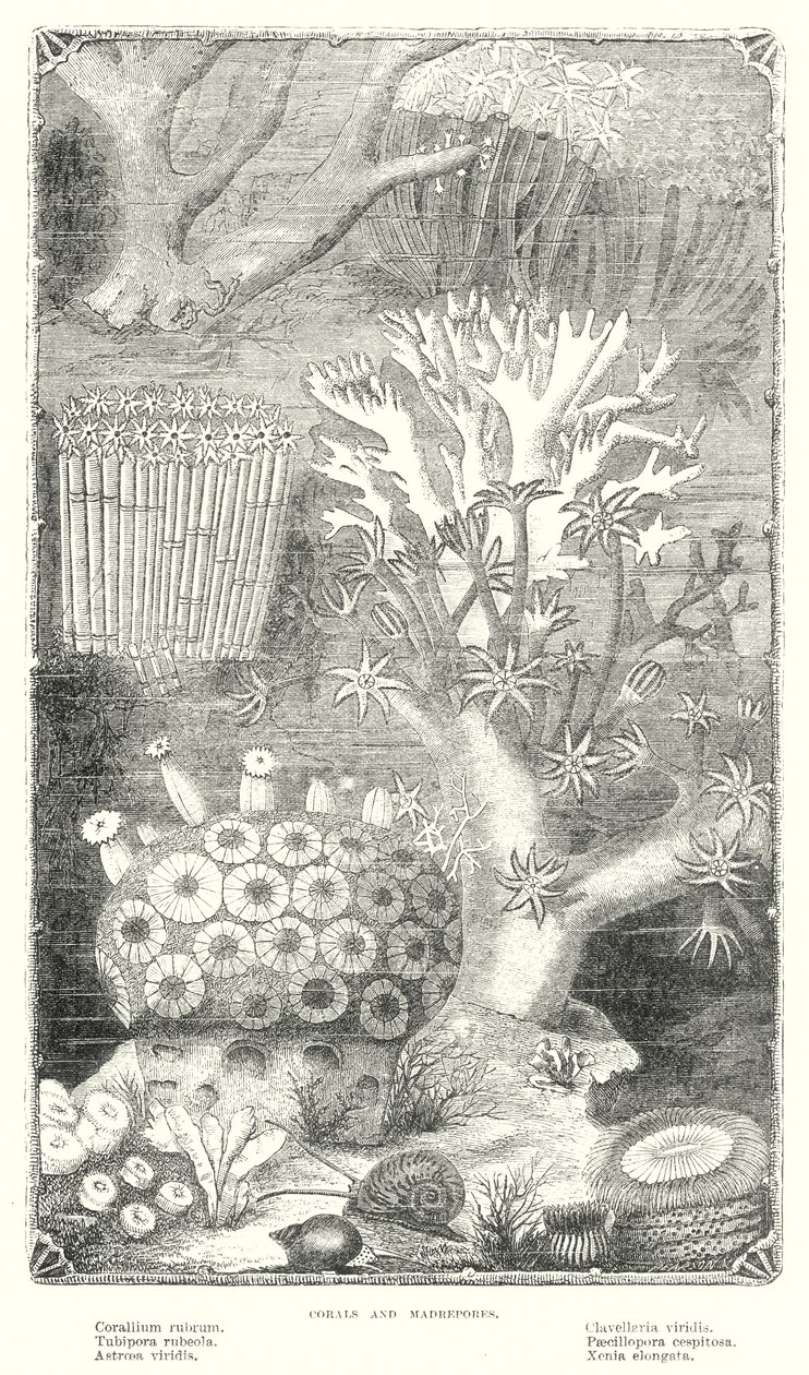 Korallen und Madreporen von English School