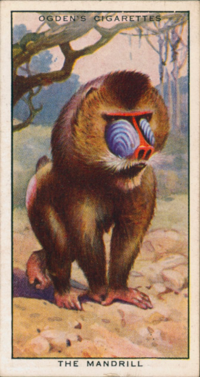 Balzfarben, Tiere, Der Mandrill von English School