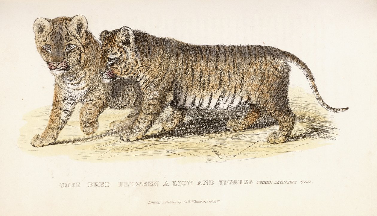 Junge Löwen und Tigerin, drei Monate alt von English School