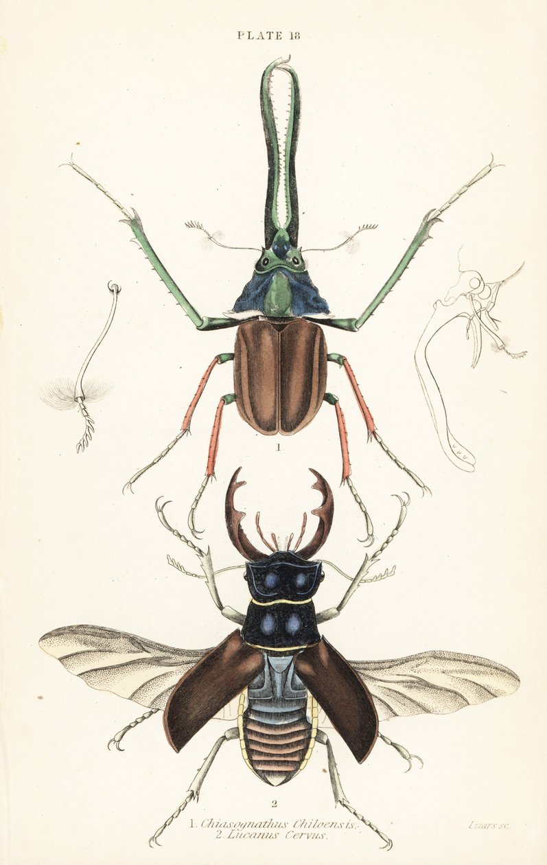 Darwins Käfer, Grants Hirschkäfer oder der chilenische Hirschkäfer, Chiasognathus grantii 1, und europäischer Hirschkäfer, Lucanus cervus 2 von English School
