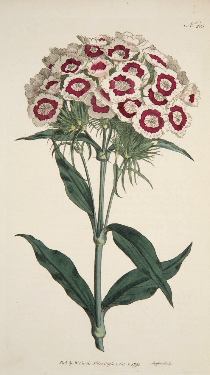 Dianthus Barbatus Bartnelke, veröffentlicht 1792 handkolorierte Gravur von English School