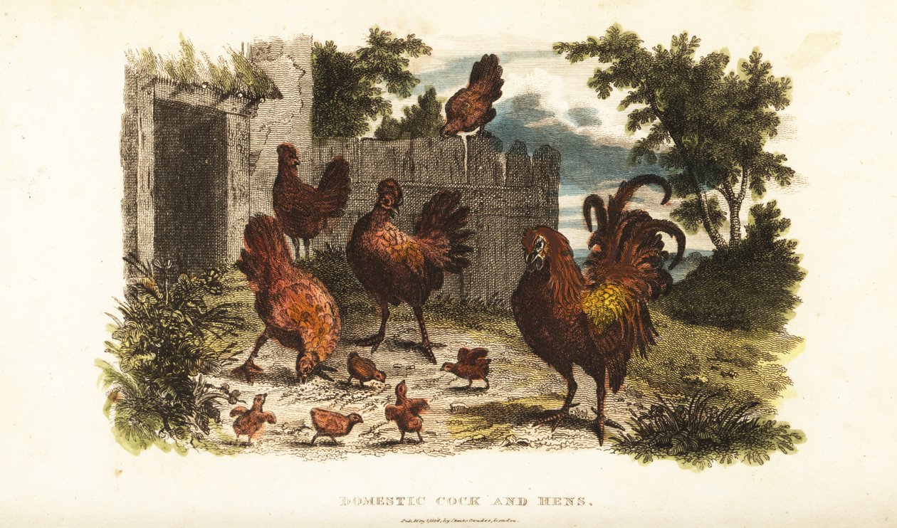 Haushahn und Henne mit Küken im Hof von English School