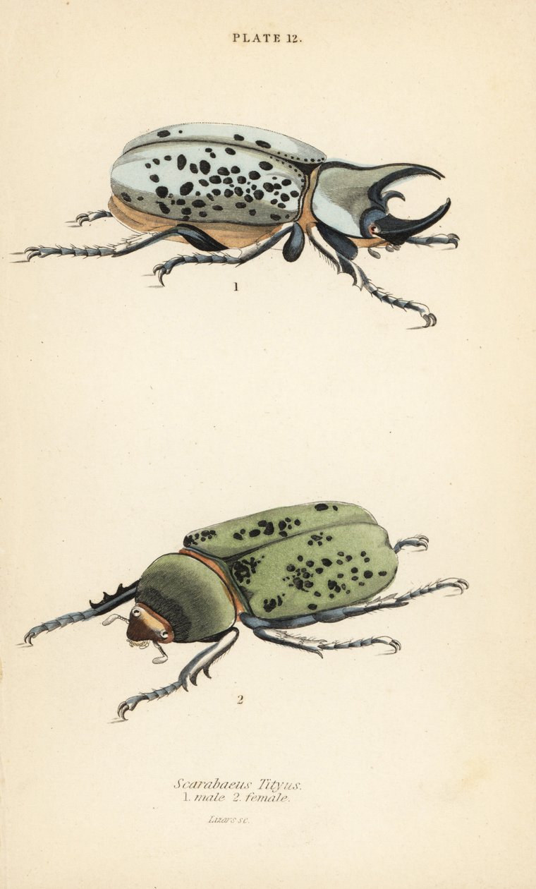 Östlicher Herkuleskäfer, Dynastes tityus, männlich und weiblich von English School