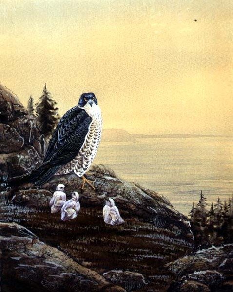 Falke mit seinen Küken, ca. 1890 von English School