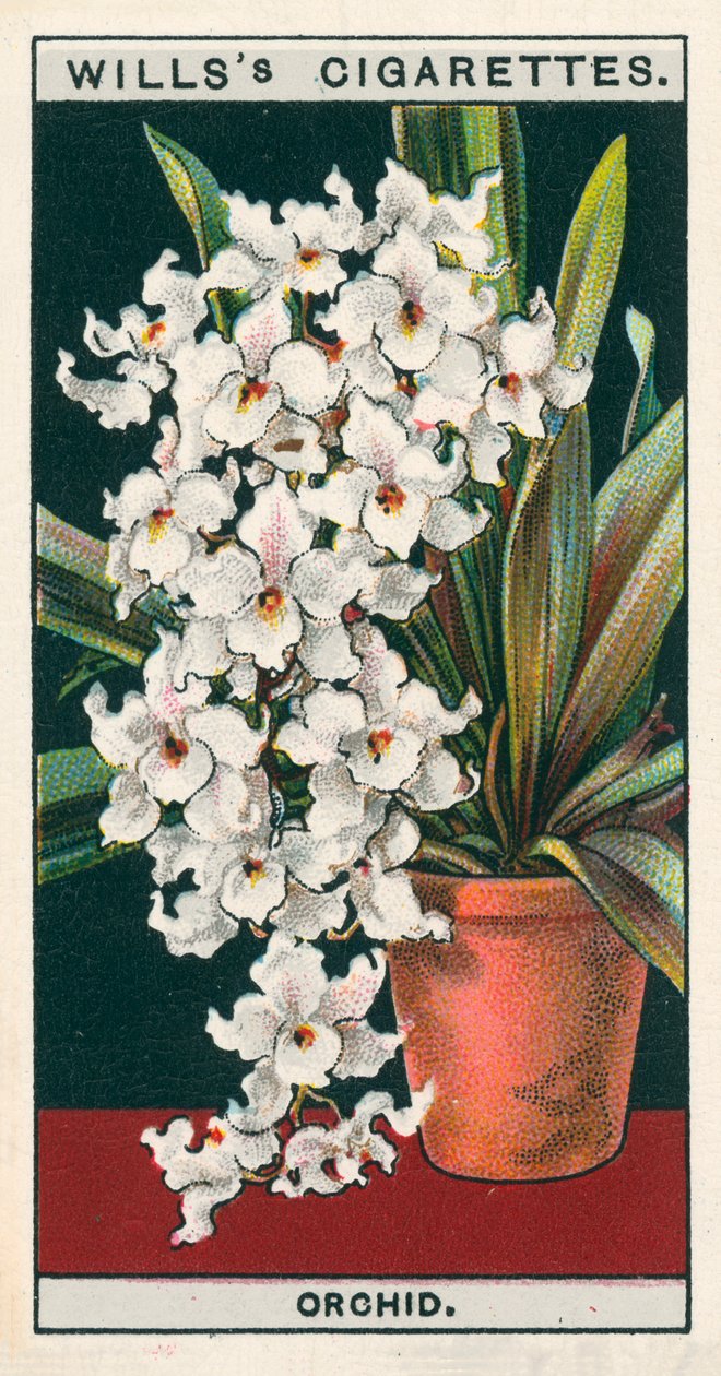 Blumenkultur in Töpfen: Orchidee von English School