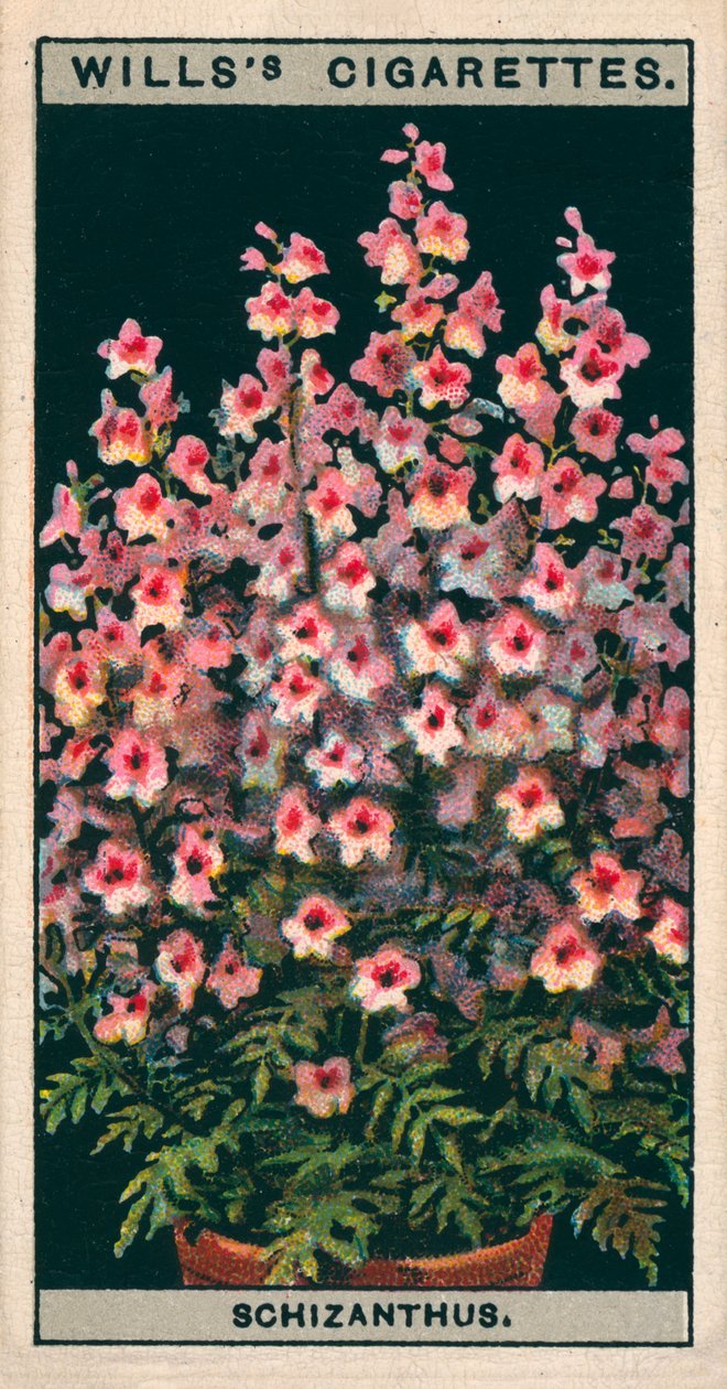 Blumenkultur in Töpfen: Schizanthus oder Schmetterlingsblume von English School