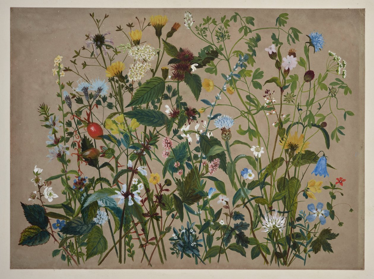 Vierzig Wildblumen am Ufer bei Low Wood gepflückt von English School