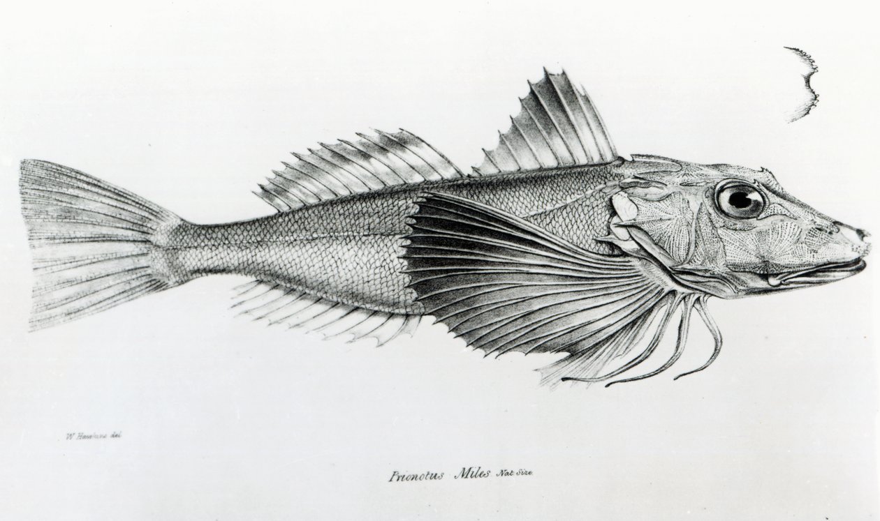 Galapagos-Knurrhahn, Tafel 6 aus 