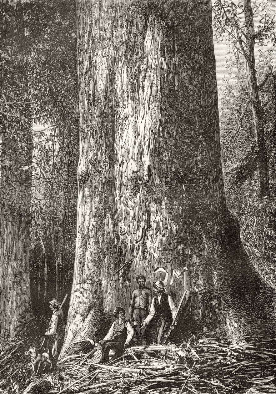 Riesengummibaum, ca. 1880, aus 