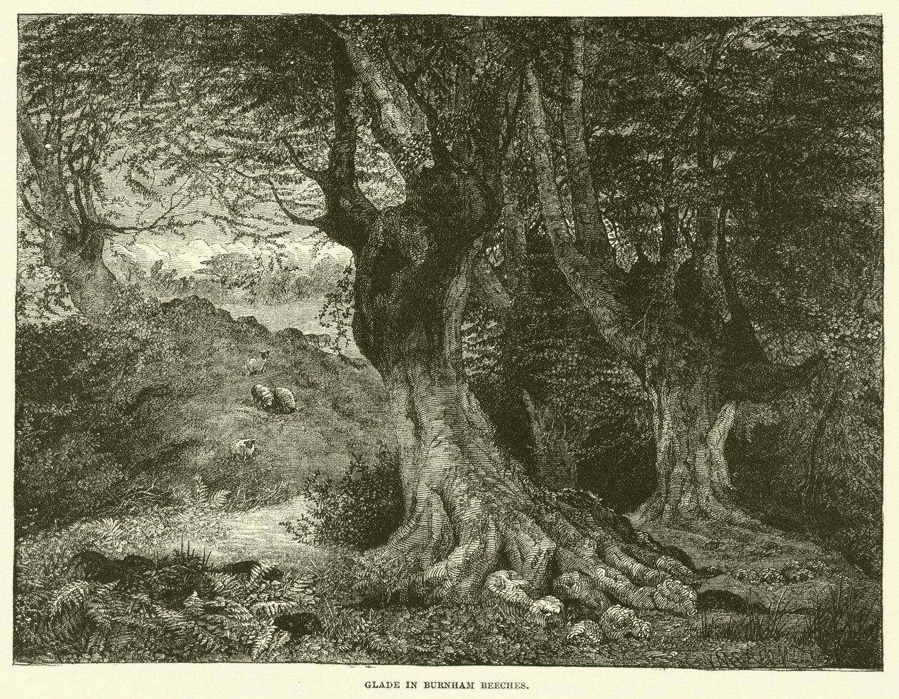 Lichtung in Burnham Beeches von English School