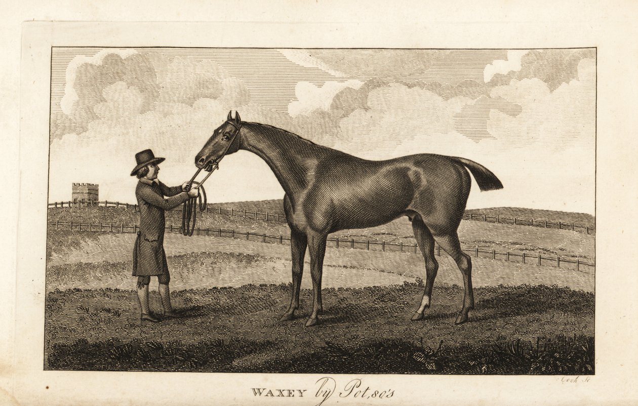 Pferdeknecht mit Vollblut-Rennpferd Waxey von Pot80