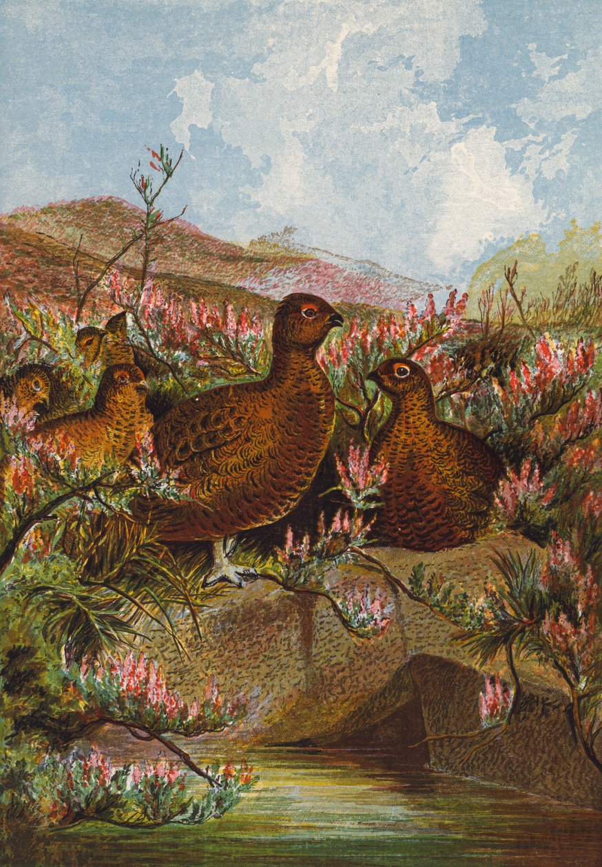 Moorhühner (Farblithografie) von English School