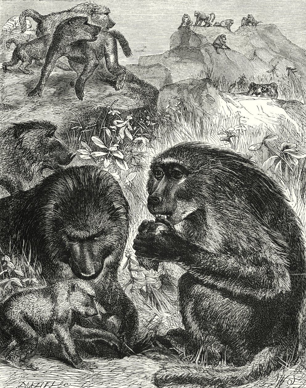 Gruppe von Chacmas (Gravur) von English School