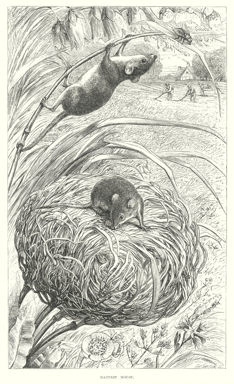 Erntemaus von English School