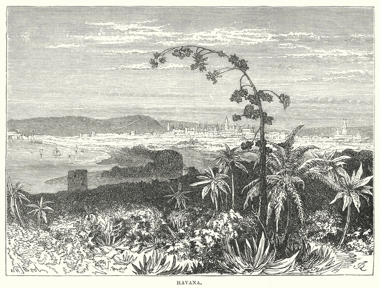 Havanna von English School