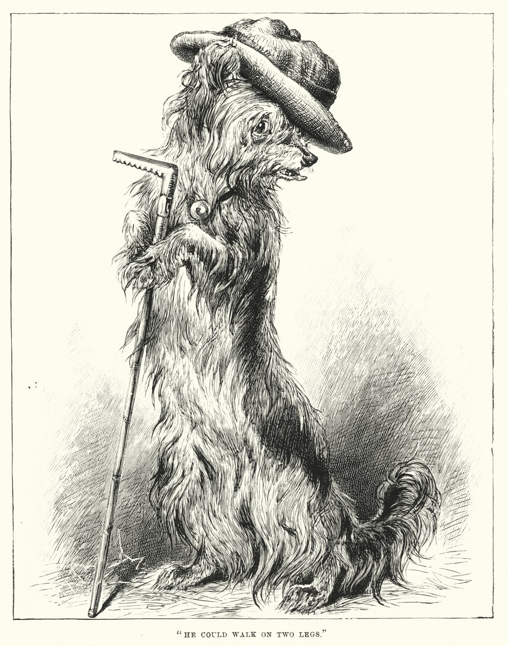 Er konnte auf zwei Beinen gehen von English School