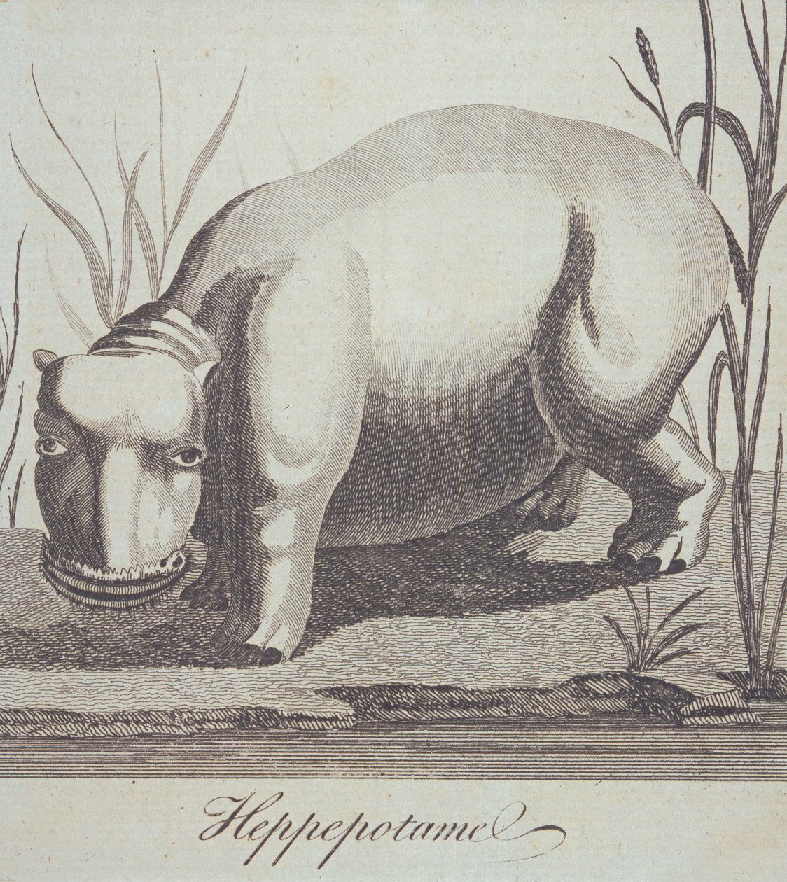 Nilpferd, aus The Gentlemans Magazine, veröffentlicht im Dezember 1772 von English School