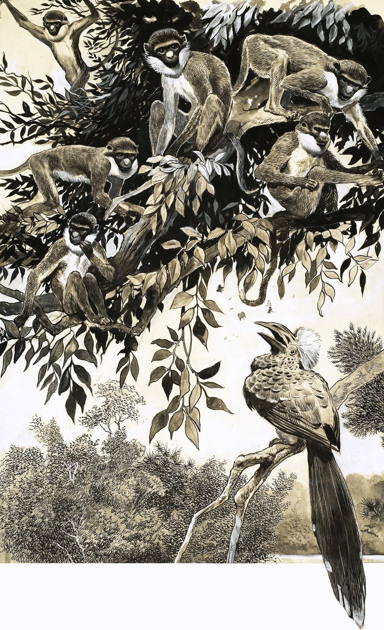 Hornvogel und Affen von English School