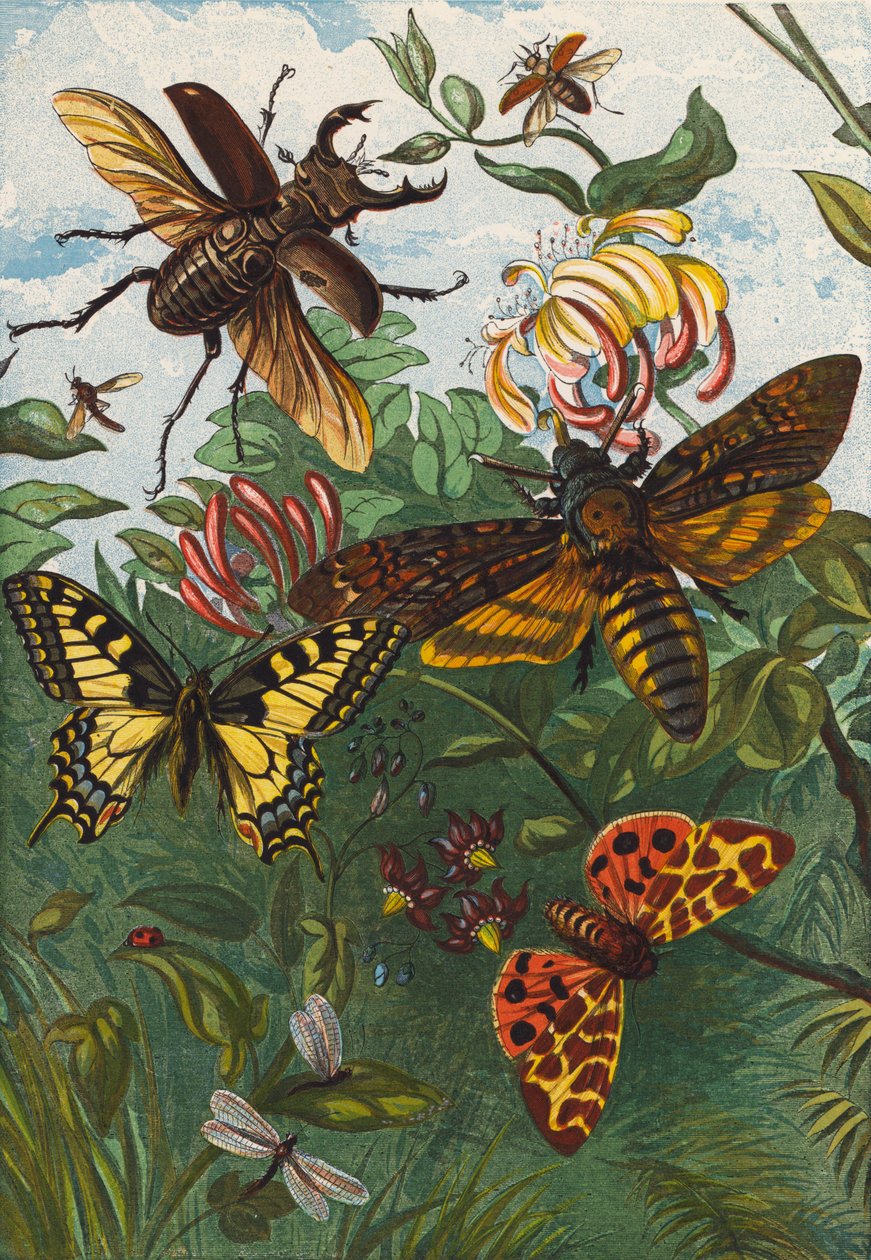 Insekten von English School