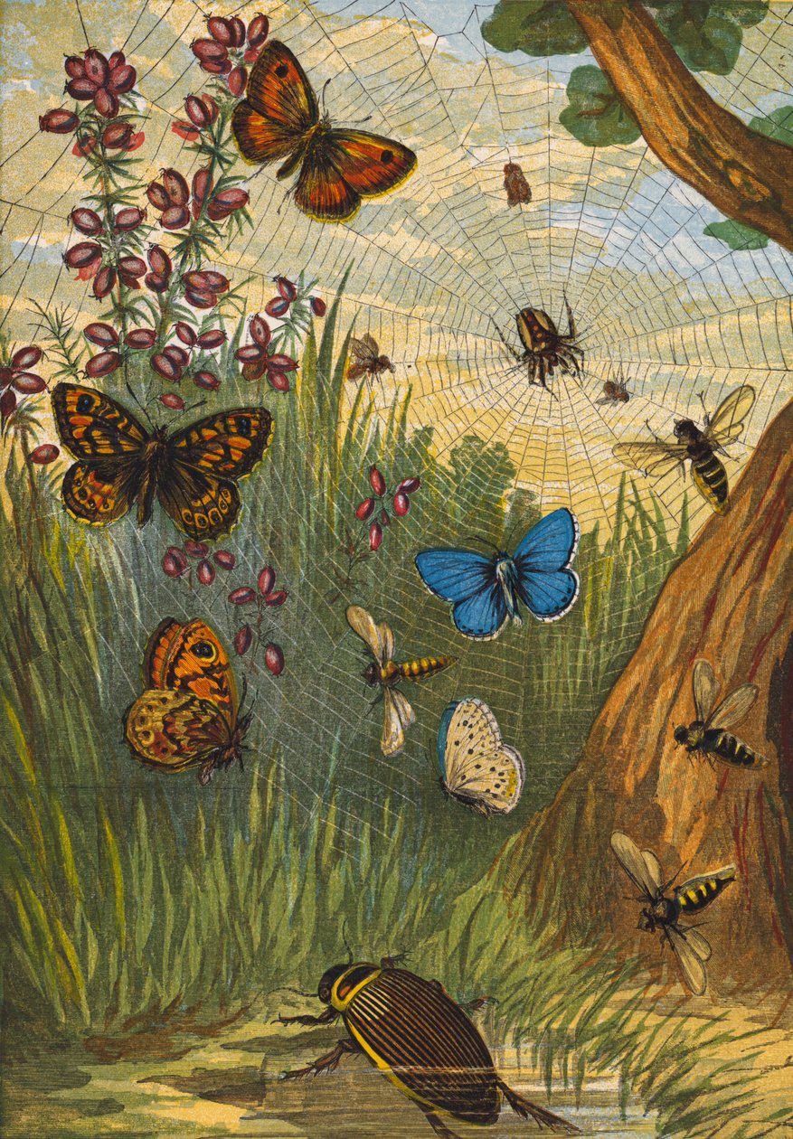 Insekten von English School