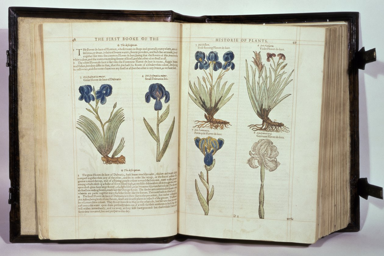 Iris (Schwertlilien), sechs Sorten aus 