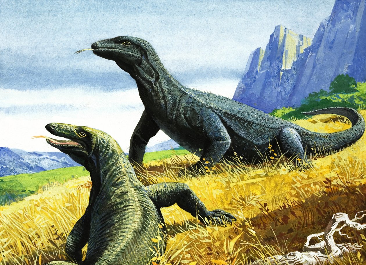 Komodowaran von English School