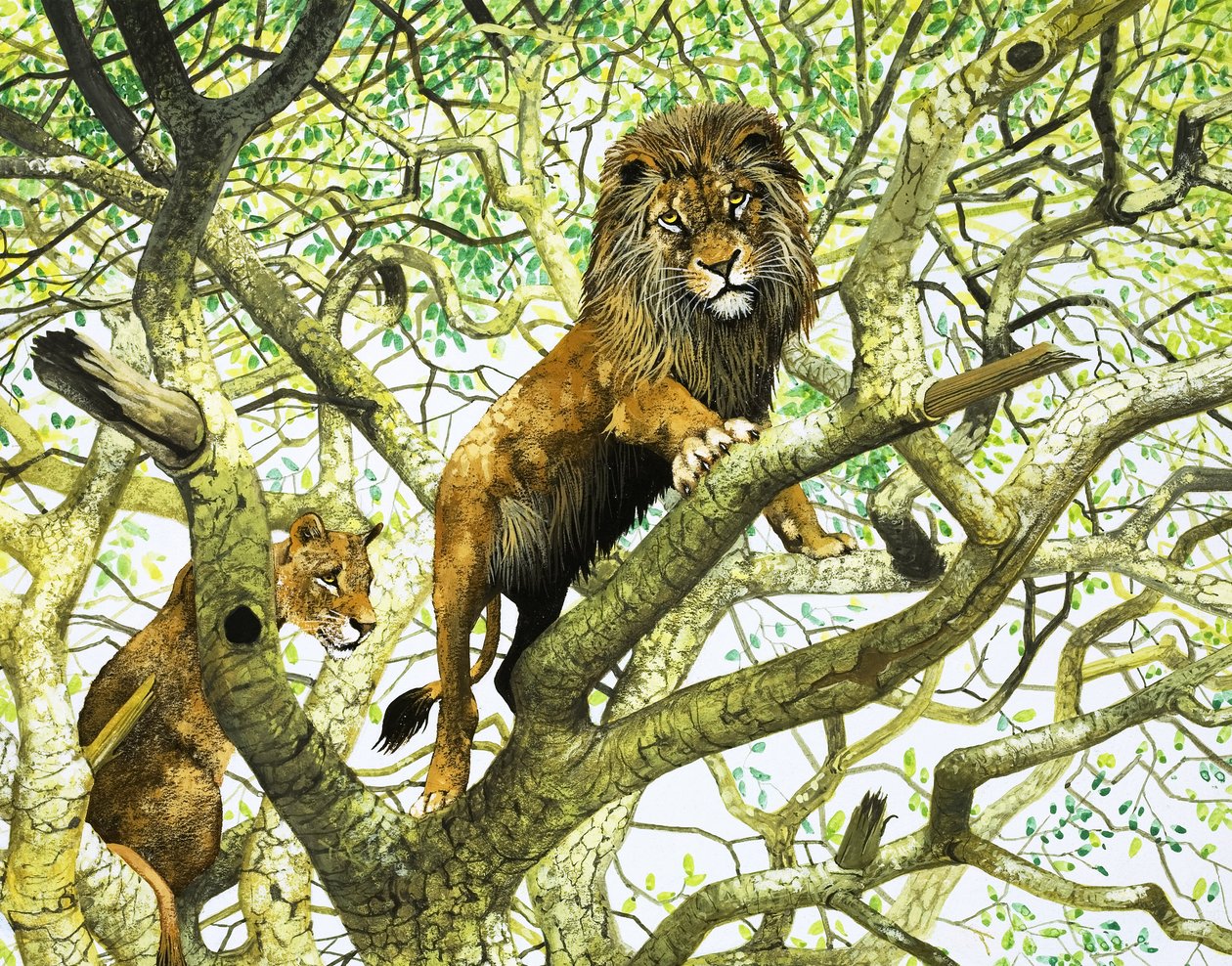 Löwe und Löwin auf einem Baum von English School