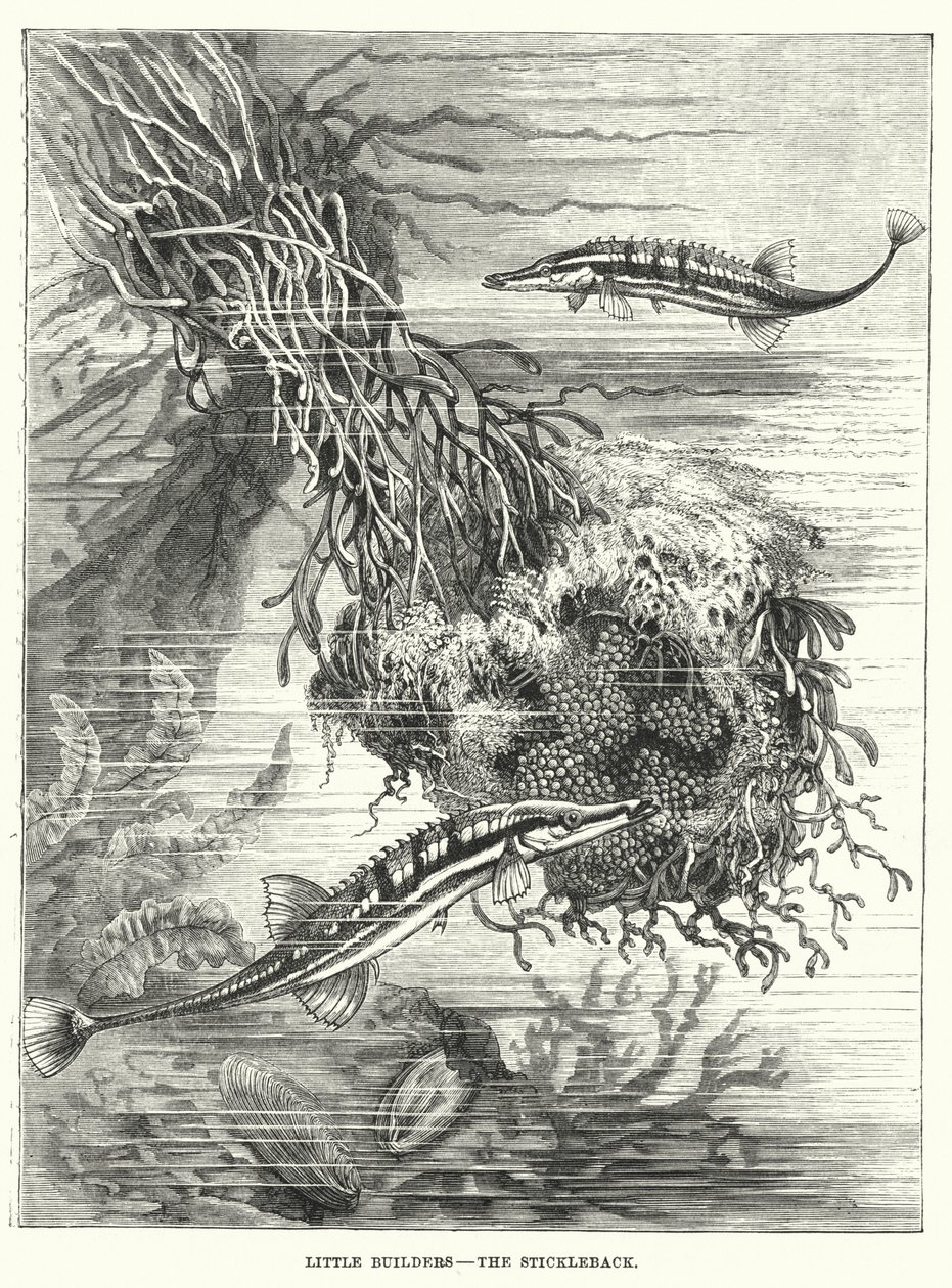 Kleine Baumeister, Der Stichling (Gravur) von English School