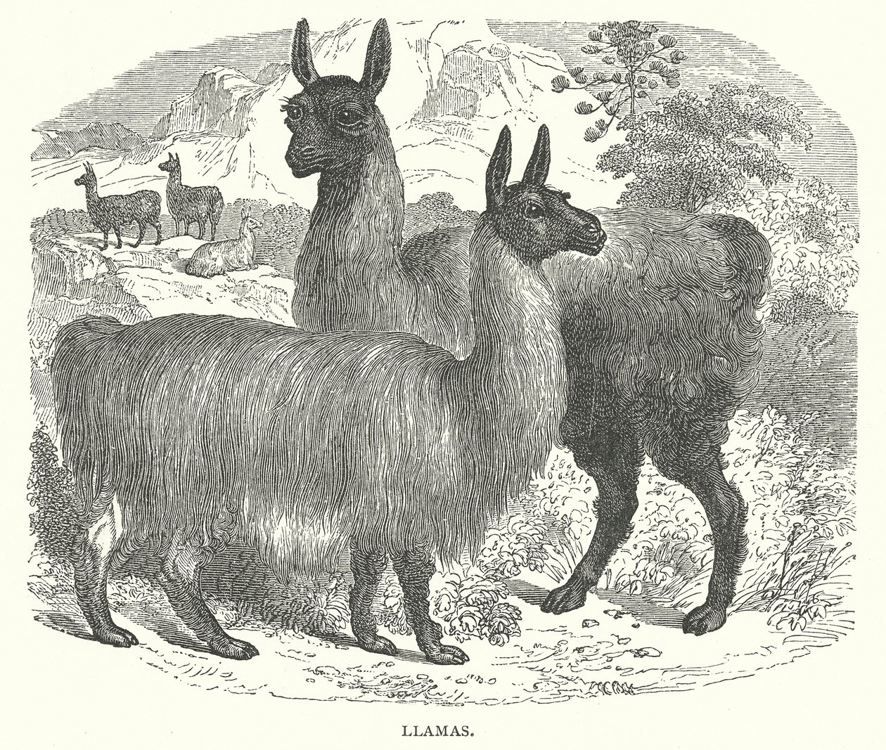 Lamas (Gravur) von English School