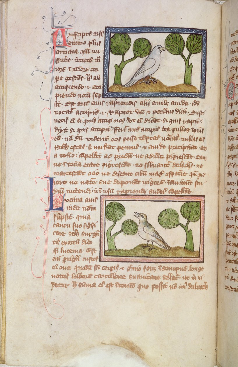 Seite mit einem weißen Falken und einer Nachtigall, aus einem Bestiarium von English School