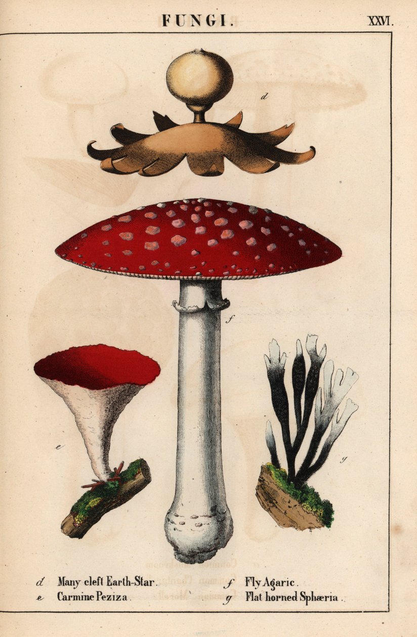 Vielspaltiger Erdstern Geastrum, karminrote Peziza, Fliegenpilz Amanita muscaria und flachgehörnte Sphaeria-Pilze, aus "The Instructive Picturebook, or Lessons from the Vegetable World," [Charlotte Mary Yonge], Edinburgh von English School