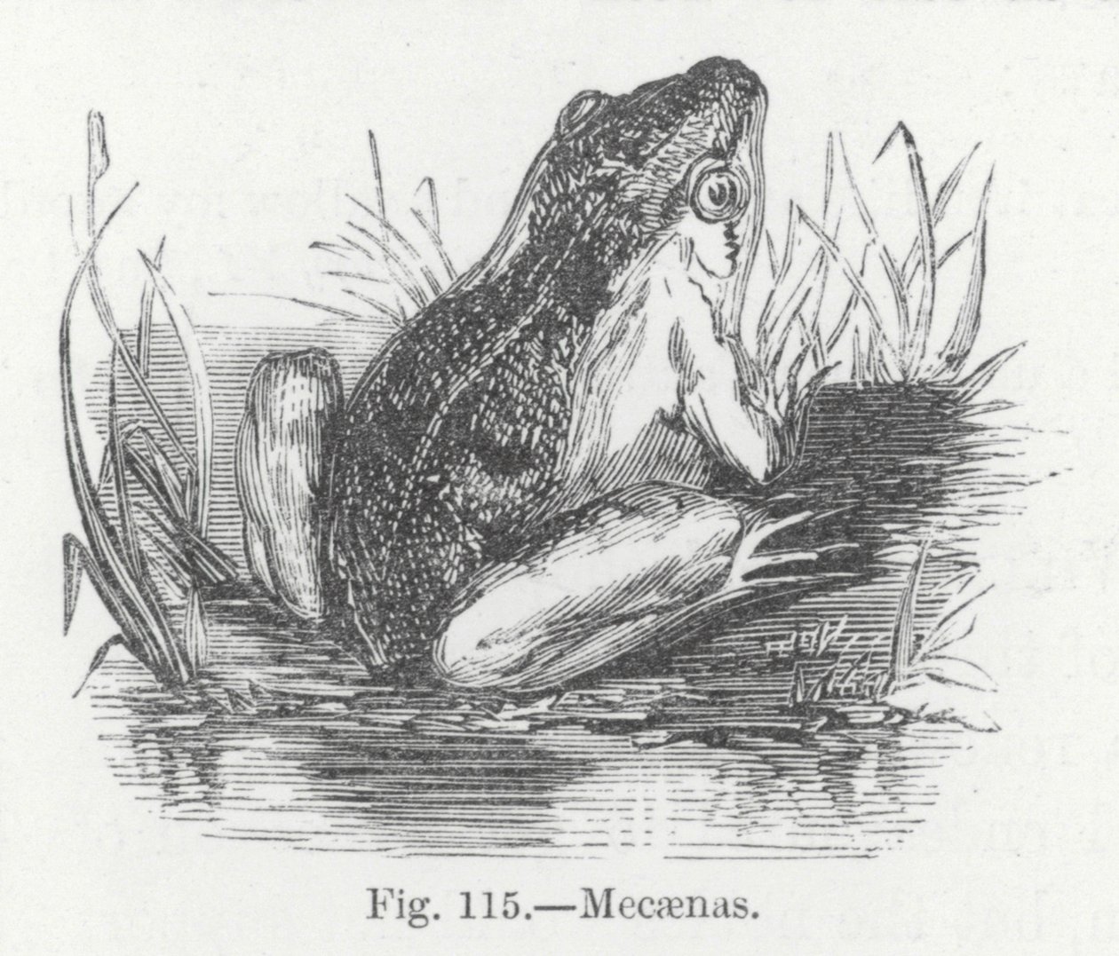 Mecaenas (Gravur) von English School