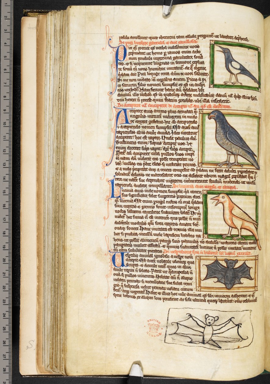 Miniaturen von Vögeln und Randzeichnung einer Fledermaus, aus Theologische Miscellanea, einschließlich der Summa de vitiis, Harley 3244, f.55v, ca. 1236-50 von English School