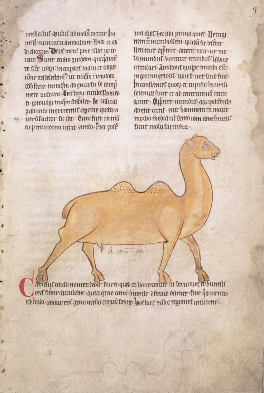 Ms.254 f.9r Kamel aus einem Bestiarium in Latein, Englisch, frühes 13. Jahrhundert (Manuskript) von English School