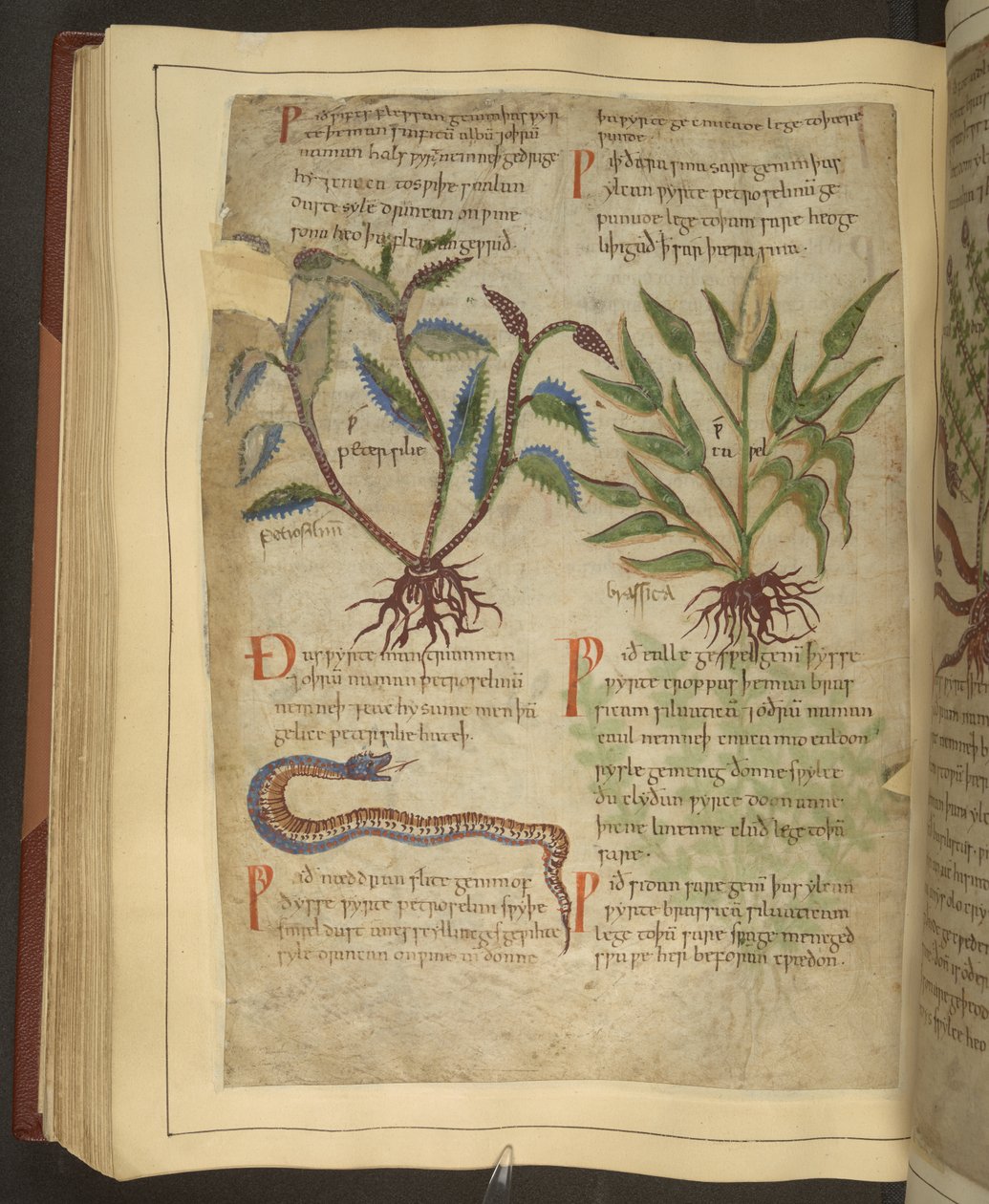 Illustrationen von Petersilie, Kohl und einer Schlange, aus einem altenglischen Kräuterbuch ursprünglich von Apuleius (123-80 n. Chr.), frühes 11. Jahrhundert von English School