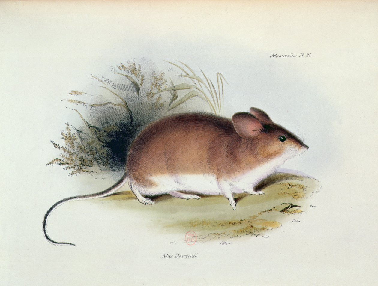 Mus Darwinii, Illustration aus Die Zoologie der Reise der H.M.S. Beagle, 1832-36, von Charles Darwin, 1840 von English School
