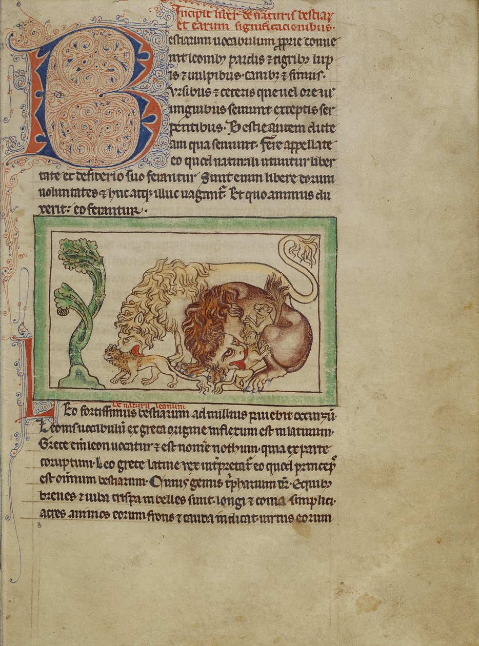 Northumberland Bestiarium, ca. 1250-60 von English School