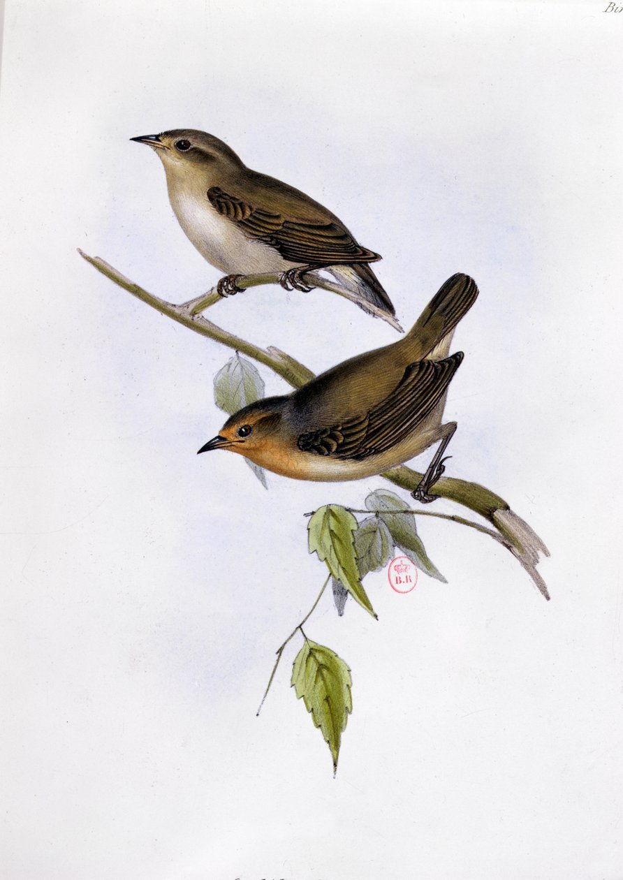 Paar von Certhidea Olivacea, Illustration aus Die Zoologie der Reise der H.M.S. Beagle, 1832-36, von Charles Darwin, 1840 von English School