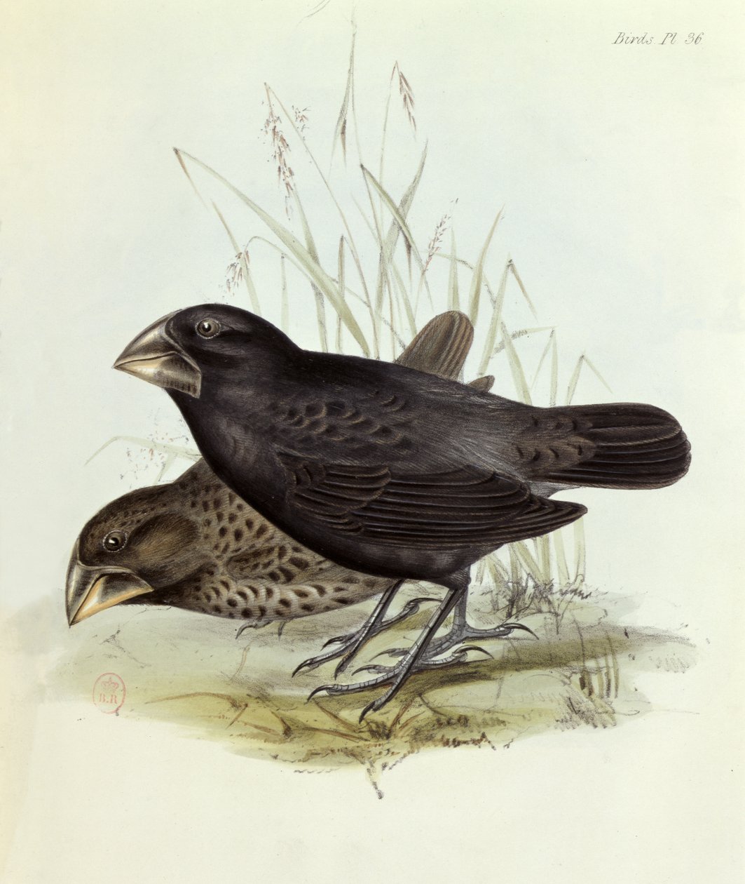 Paar von Geospiza Magnirostris, aus Die Zoologie der Reise der H.M.S. Beagle 1832-36, von Charles Darwin, 1840, London von English School