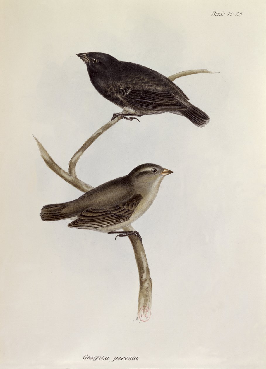 Paar von Geospiza Parvula, Illustration aus Die Zoologie der Reise der H.M.S. Beagle, 1832-36, von Charles Darwin, 1840 von English School