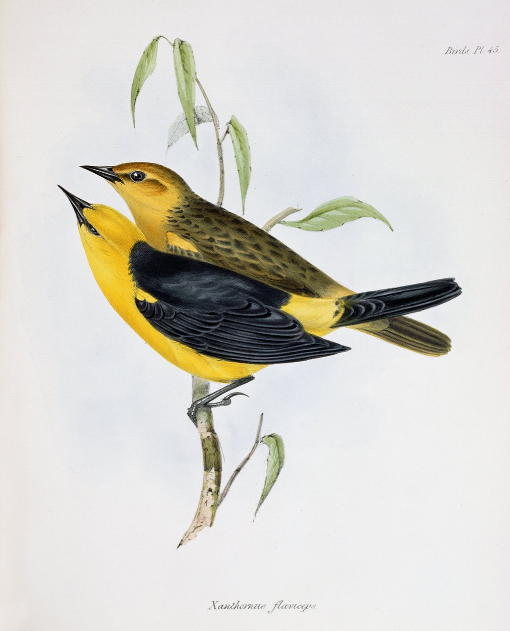 Paar von Xanthornus Flaviceps, Illustration aus Die Zoologie der Reise der H.M.S. Beagle, 1832-36, von Charles Darwin, 1840 von English School