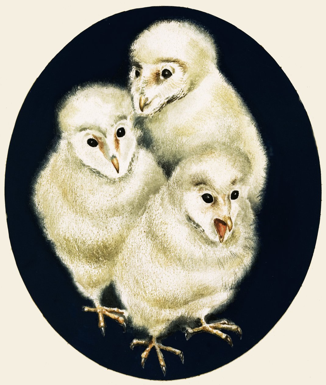 Einblicke in die Natur: Eulenküken von English School