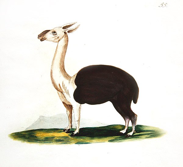 Peruanischer Guanako, ca. 1810 von English School