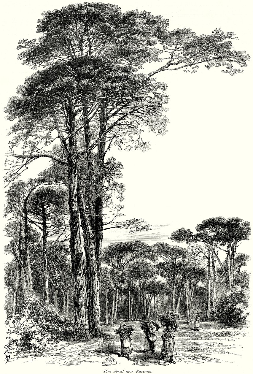 Pinienwald bei Ravenna von English School