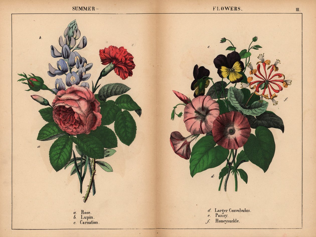 Rosa Kohlrose, blaue Lupine, scharlachrote Nelke, violette größere Winde, violette und gelbe Stiefmütterchen und rosa und orangefarbene Geißblatt, aus 