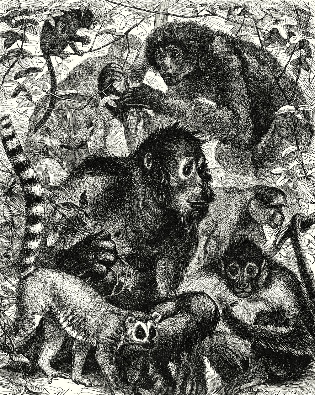 Quarumana: Der Affenstamm (Gravur) von English School