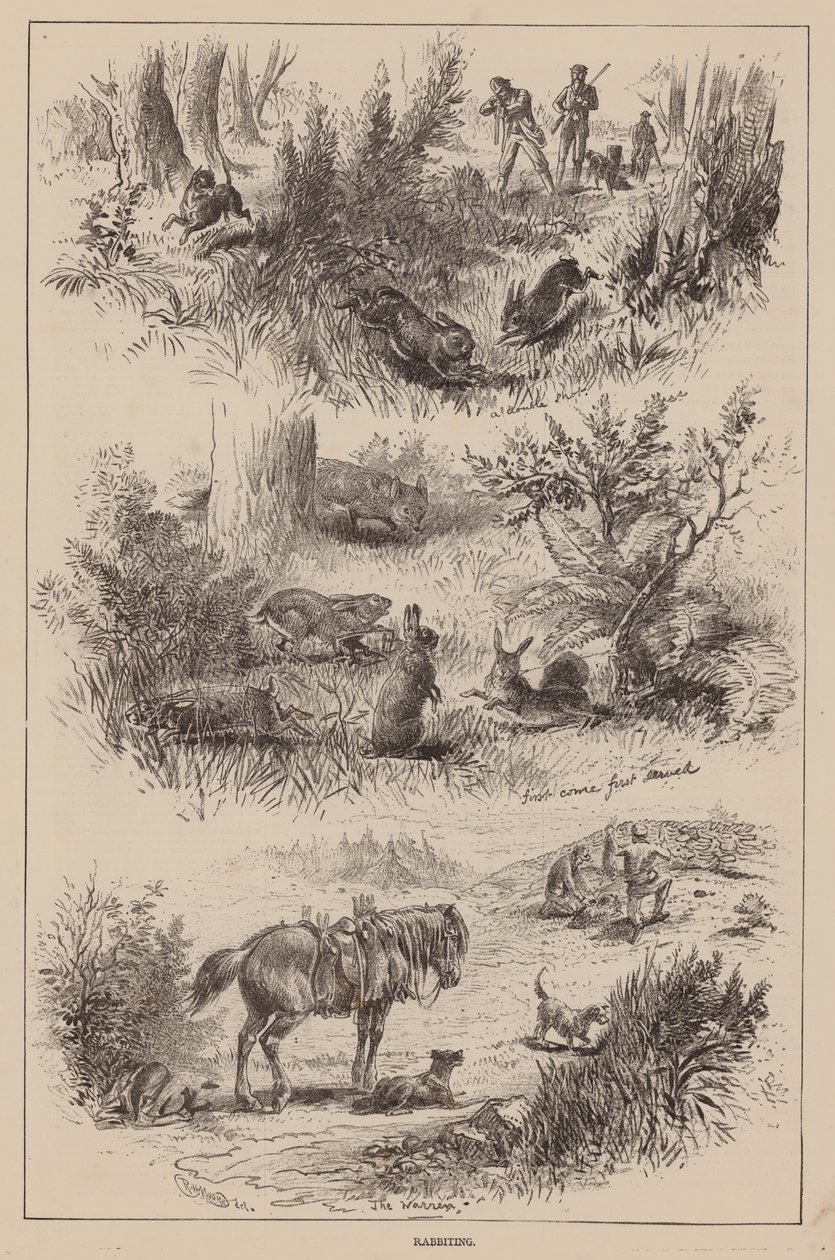 Kaninchenjagd (Gravur) von English School