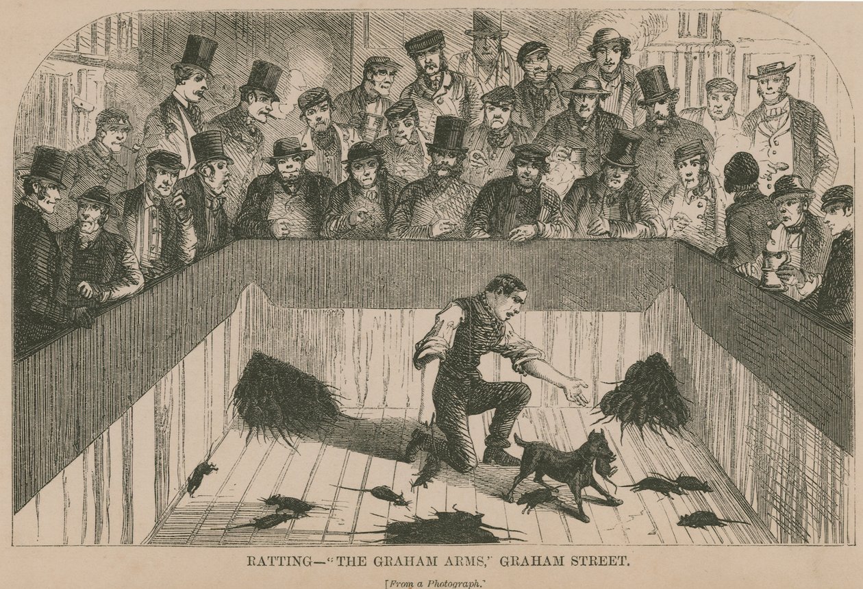 Rattenjagd im Graham Arms (Gravur) von English School