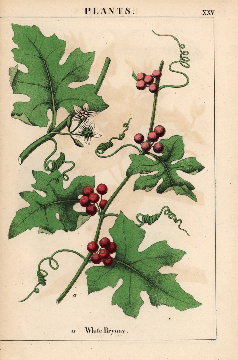 Rote Zaunrübe mit roten Beeren. Bryonia dioica, aus "The Instructive Picturebook, or Lessons from the Vegetable World," [Charlotte Mary Yonge], Edinburgh von English School